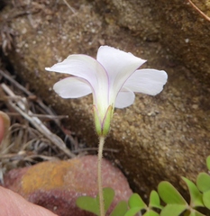 Oxalis dentata