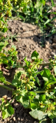 Image of Rumex hypogaeus by (c) Eugene Hahndiek, some rights reserved (CC BY-SA)