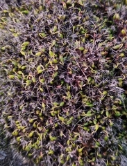 Grimmia pulvinata