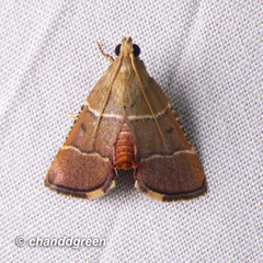 Stemmatophora flavicaput