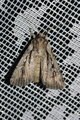 Dichagyris signifera