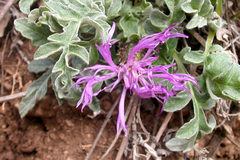 Psephellus marschallianus