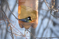 Parus major