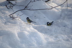 Parus major