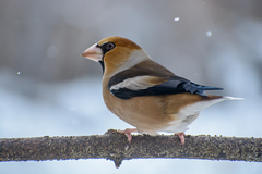 Coccothraustes coccothraustes