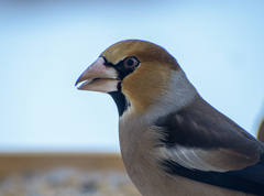 Coccothraustes coccothraustes