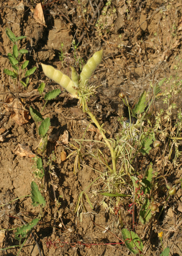 Lupinus angustifolius image