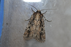 Dichagyris signifera