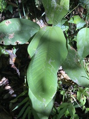 Miconia serrulata