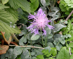 Psephellus marschallianus