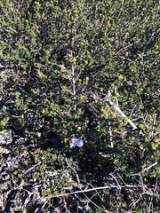 Ceanothus rigidus