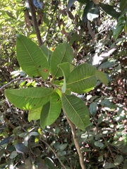 Pilocarpus racemosus