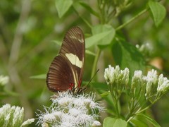 Heliconius ricini