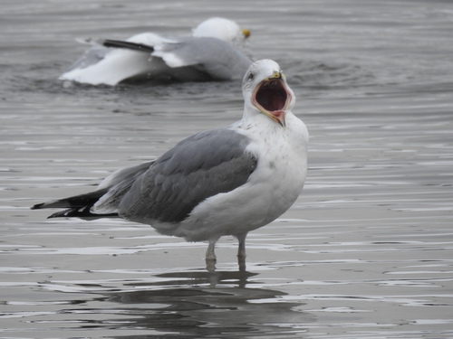 Herring Gull｜银鸥 参考照片