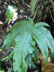 Tectaria heracleifolia