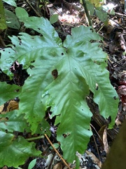 Tectaria heracleifolia