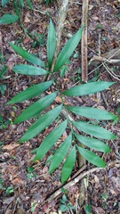 Zamia prasina