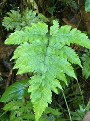 Polystichopsis chaerophylloides