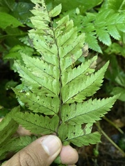 Polystichopsis chaerophylloides