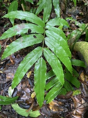 Meniscium reticulatum