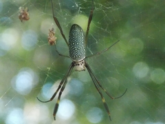 Trichonephila clavipes