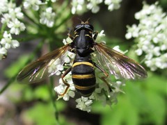 Temnostoma bombylans