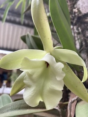 Rhyncholaelia