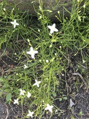 Moehringia muscosa