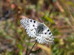 Parnassius nomion