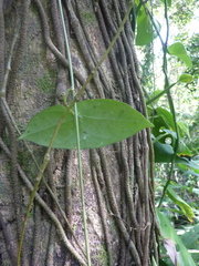 Passiflora megacoriacea