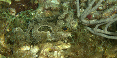 Chilomycterus antennatus