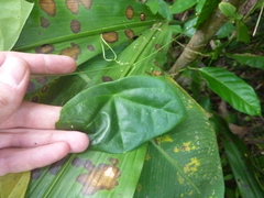 Passiflora megacoriacea
