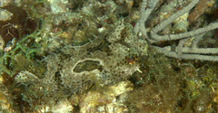 Chilomycterus antennatus