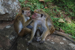 Macaca sinica
