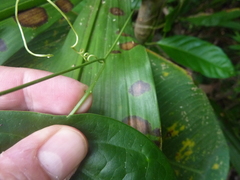 Passiflora megacoriacea