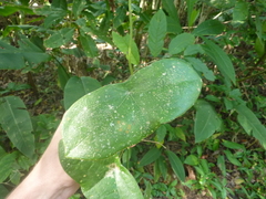 Passiflora megacoriacea