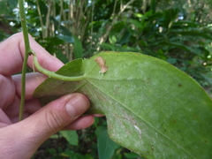 Passiflora megacoriacea