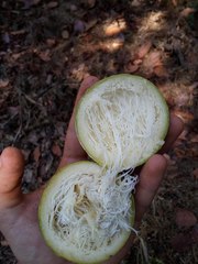 Passiflora mexicana