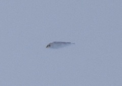 Plectrophenax hyperboreus
