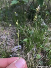 Carex alba