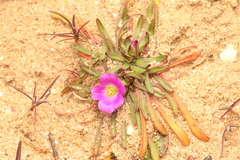 Calandrinia breweri