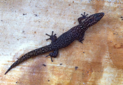 Sphaerodactylus