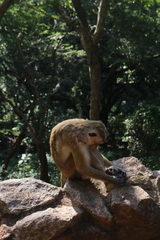 Macaca sinica