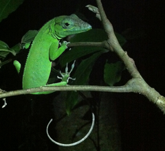 Anolis baleatus