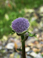 Sajanella monstrosa