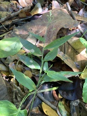 Ichnanthus pallens