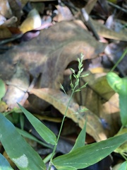 Ichnanthus pallens