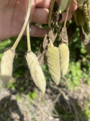 Helicteres baruensis