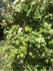 Helicteres baruensis