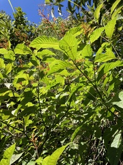 Palicourea crocea